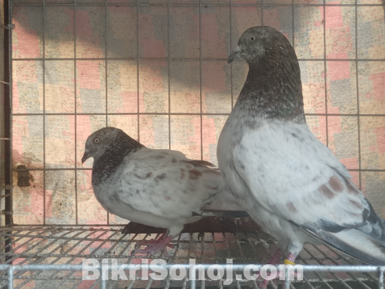 Cockatiel hand tam baby for sale